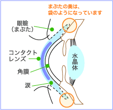 目の構造イラスト
