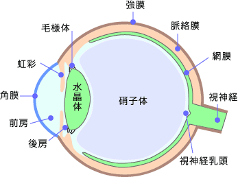 眼球の構造図
